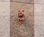 Small #5 Mutt