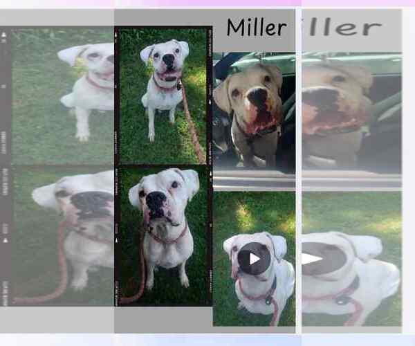 Medium Photo #5 Boxer Puppy For Sale in Woodbury, MN, USA
