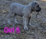 Puppy Puppy 5 Cane Corso