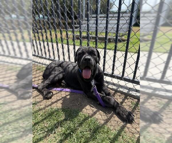 Medium Photo #2 Mutt Puppy For Sale in Riverside, CA, USA