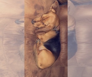 Basset Hound Puppy for sale in DECATUR, IL, USA
