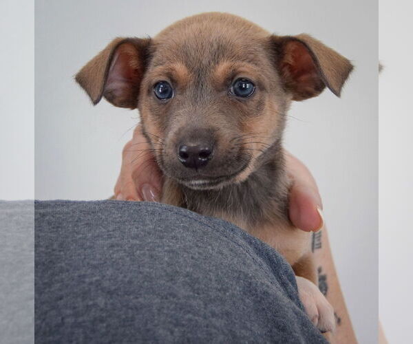 Medium Photo #5 Chipin Puppy For Sale in Huntley, IL, USA