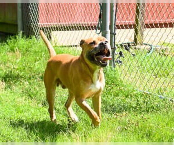 Medium Photo #6 American Pit Bull Terrier-Unknown Mix Puppy For Sale in Glen Allen, VA, USA