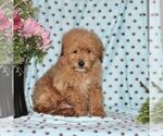 Small Photo #4 Maltipoo Puppy For Sale in RISING SUN, MD, USA