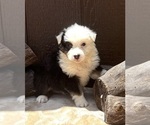 Puppy Addie Australian Shepherd