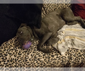 Cane Corso Dog for Adoption in CATSKILL, New York USA