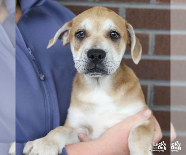 Medium Photo #2 Mutt Puppy For Sale in Washington, DC, USA