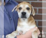 Small Photo #2 Mutt Puppy For Sale in Washington, DC, USA