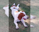 Small #2 Basset Hound