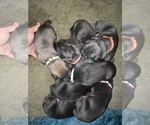 Small Photo #1 Cane Corso Puppy For Sale in CLEVELAND, AL, USA