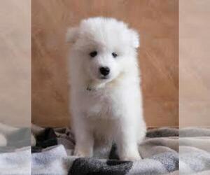 Samoyed Puppy for sale in CHINO, CA, USA