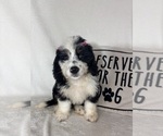 Bella - Female Bernedoodle Puppy for Sale - Photo #5