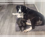 Small #2 Border Collie Mix