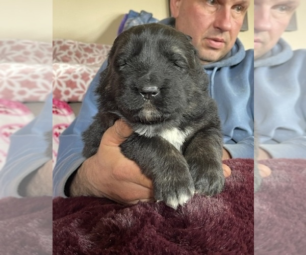 Medium Photo #12 Caucasian Shepherd Dog Puppy For Sale in TWINING, MI, USA