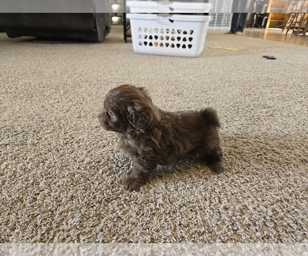Medium Photo #3 ShihPoo Puppy For Sale in CARLYLE, IL, USA