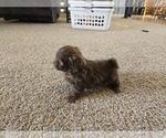 Small #2 ShihPoo
