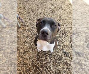 American Bulldog Dogs for adoption in London, Ontario, Canada