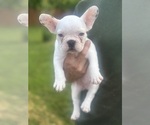 Small Photo #7 French Bulldog Puppy For Sale in SPRINGFIELD, IL, USA