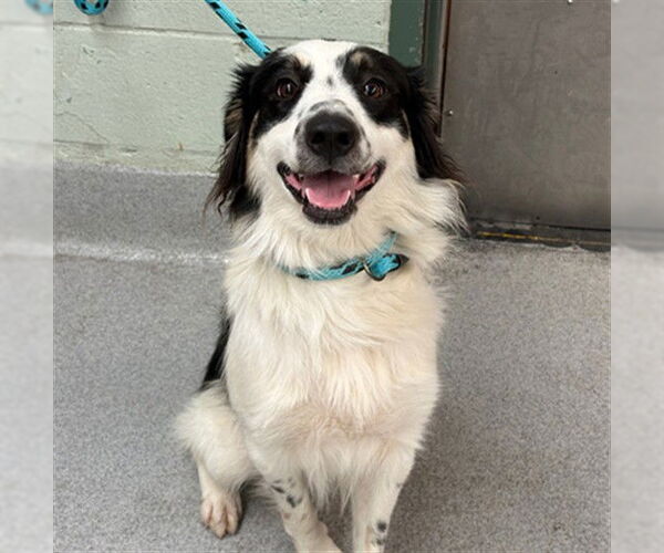 Medium Photo #2 Australian Shepherd Puppy For Sale in Rancho Cucamonga, CA, USA