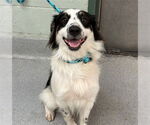 Small #1 Australian Shepherd