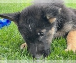 Small Photo #2 German Shepherd Dog Puppy For Sale in JURUPA VALLEY, CA, USA