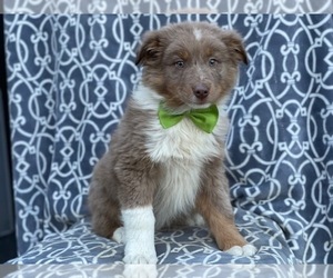 Australian Shepherd Puppy for sale in LAKELAND, FL, USA