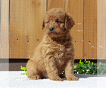 Small Photo #4 Labradoodle-Poodle (Miniature) Mix Puppy For Sale in BIRD IN HAND, PA, USA