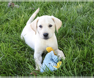 Labrador Retriever Puppy for sale in SYRACUSE, IN, USA