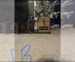 Small Photo #13 American Bully Puppy For Sale in WINDSOR, PA, USA