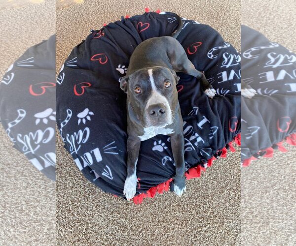 Medium Photo #2 American Pit Bull Terrier-Unknown Mix Puppy For Sale in Queen Creek, AZ, USA