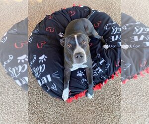 Bentley - Male American Pit Bull Terrier-Unknown Mix Dog for Adoption - Photo #2