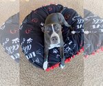 Small #1 American Pit Bull Terrier Mix