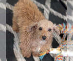 Small Photo #1 Poodle (Miniature) Puppy For Sale in GOSHEN, IN, USA