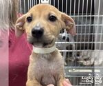 Small #1 Mutt