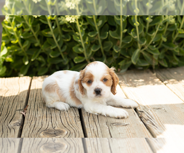 Medium Photo #3 Cocker Spaniel Puppy For Sale in NAPPANEE, IN, USA