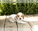 Small #2 Cocker Spaniel