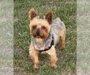 A Armani - Male Mutt Dog for Adoption - Photo #18