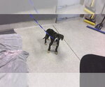 Small American Staffordshire Terrier Mix