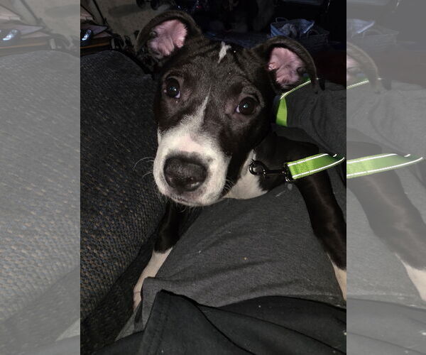 Medium Photo #2 Mutt Puppy For Sale in Princeton, MN, USA