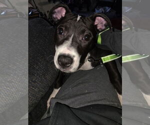 Squeak - Female Mutt Dog for Adoption - Photo #2