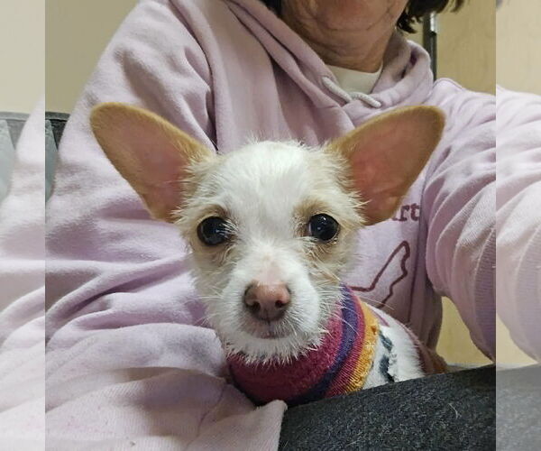 Medium Photo #1 Chihuahua-Unknown Mix Puppy For Sale in Castle Rock, CO, USA