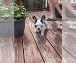 Small Photo #15 French Bulldog Puppy For Sale in KANSAS CITY, MO, USA