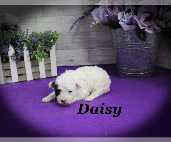 Medium Photo #5 Poodle (Toy) Puppy For Sale in CHANUTE, KS, USA