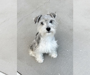 Schnauzer (Miniature) Puppy for sale in JEFFERSON, GA, USA