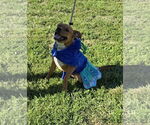 Small #3 Bullboxer Pit