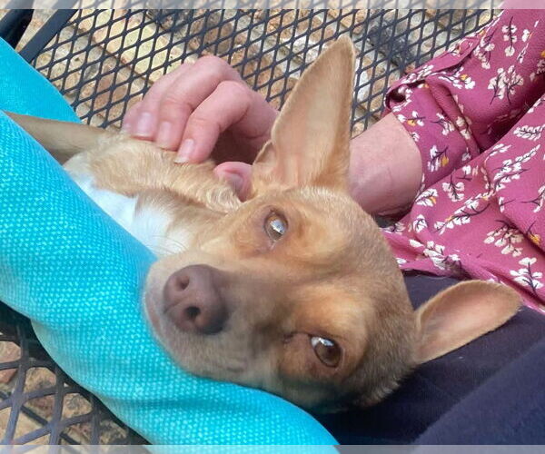 Medium Photo #15 Chihuahua Puppy For Sale in Boonton, NJ, USA