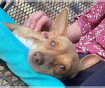 Small #14 Chihuahua