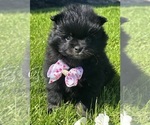 Small #2 Pomeranian