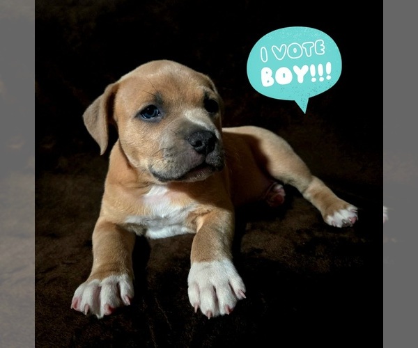 Medium Photo #1 American Bully Puppy For Sale in HEMET, CA, USA