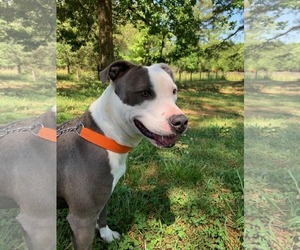 Violet - Female American Staffordshire Terrier-Unknown Mix Dog for Adoption - Photo #11